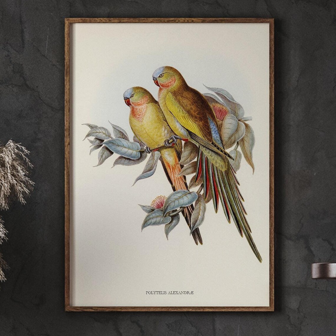 Princess Parrot Pair Vintage Natural History Bird Illustration Poster