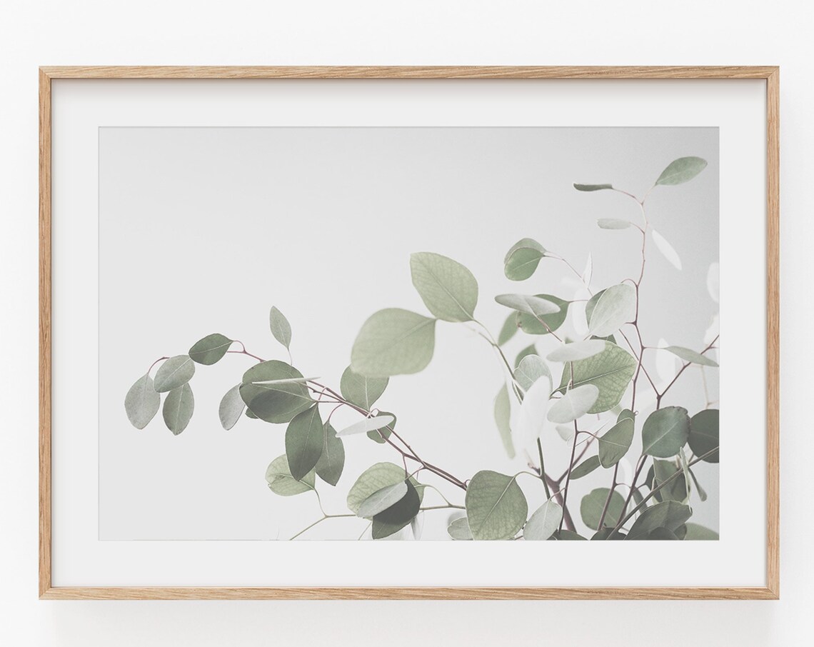 Eucalyptus Botanical Art Print, Horizontal Plant Study - Image 4