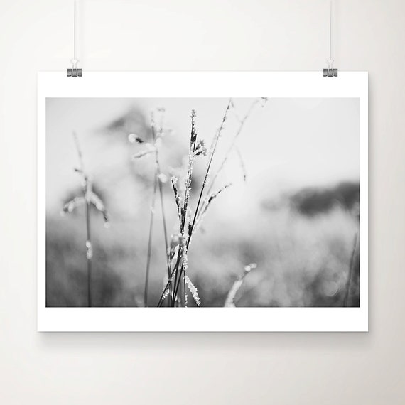 Winter Frost Photography Print Black And White Botanical Wall Art