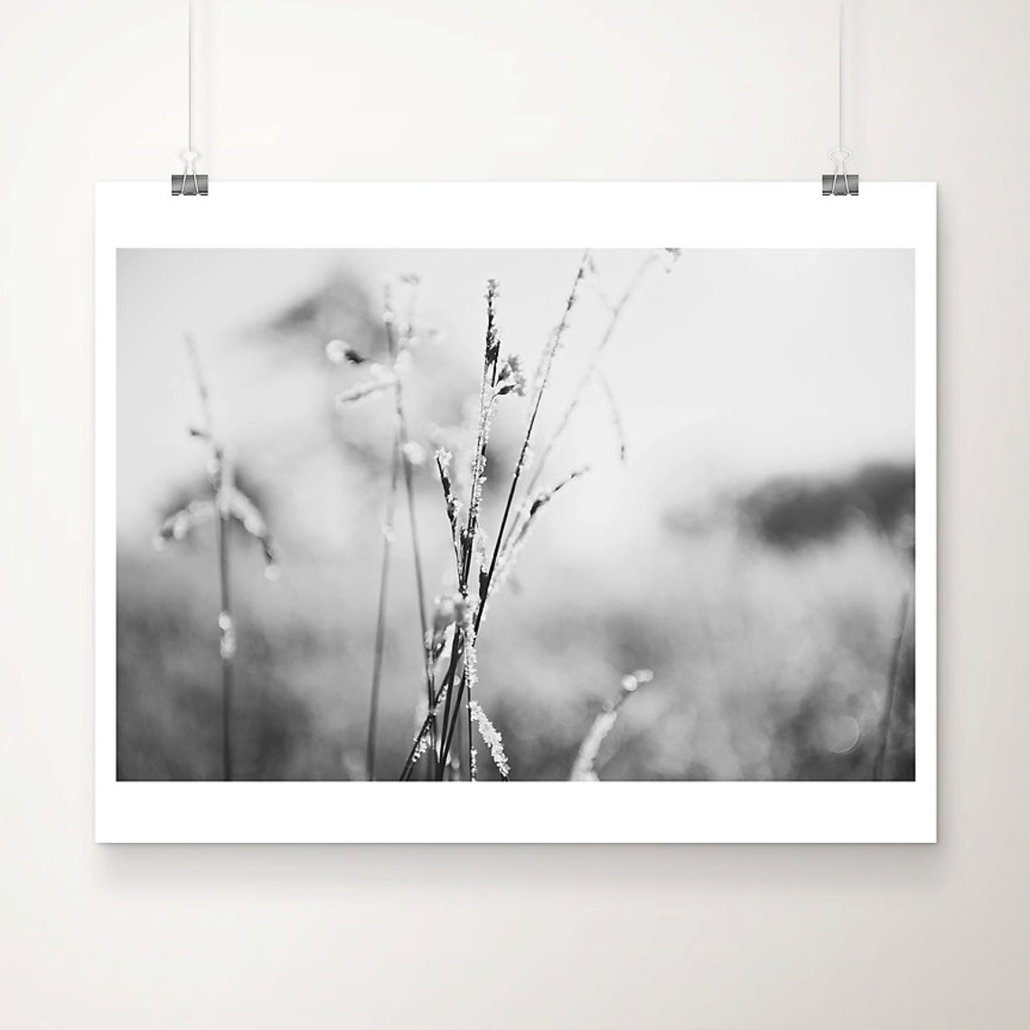 Frost Covered Winter Grasses Black And White Botanical Poster