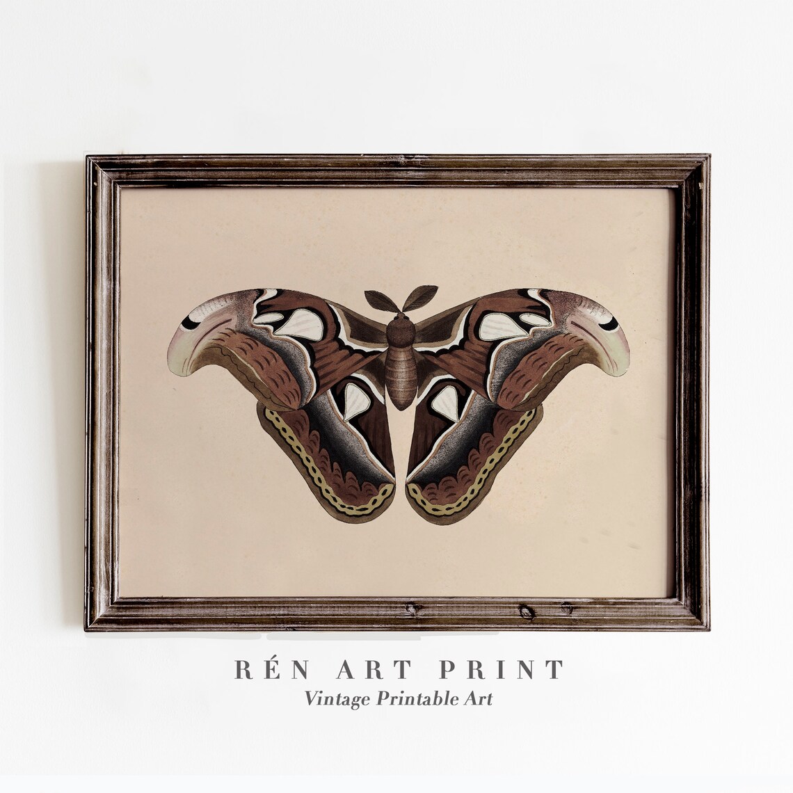 Vintage Butterfly Art Print, Moody Rustic Decor