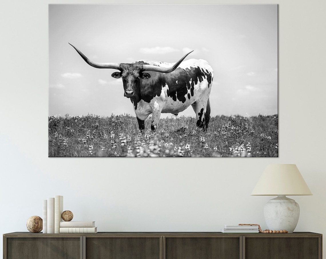 Black White Texas Longhorn Bull Meadow Farm Photography Poster