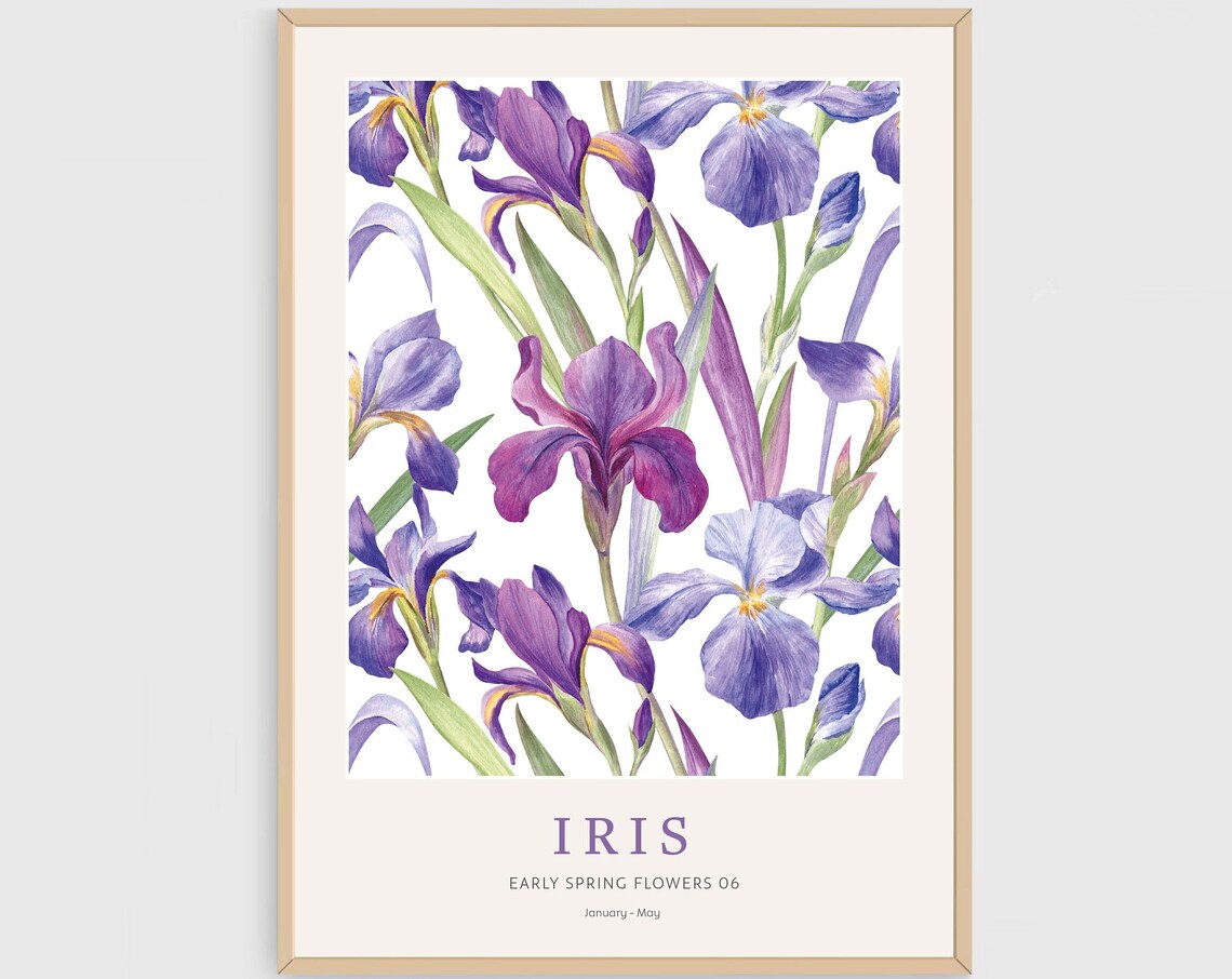Iris Early Spring Flowers 06 Purple Botanical Flower Art Poster