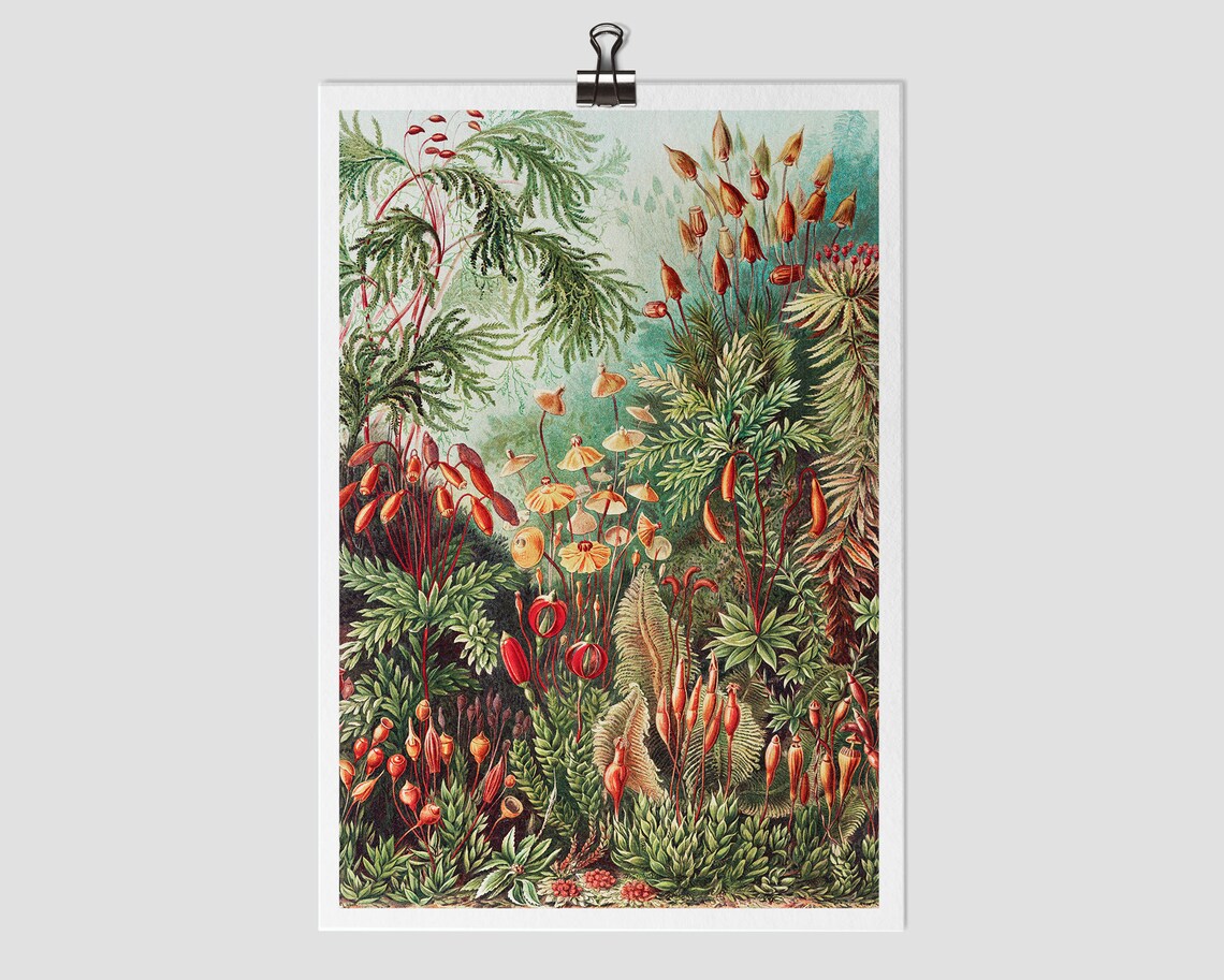 Vintage Botanical Floral Antique Wall Art Print