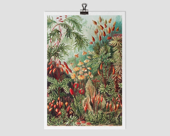 Vintage Botanical Floral Antique Wall Art Print