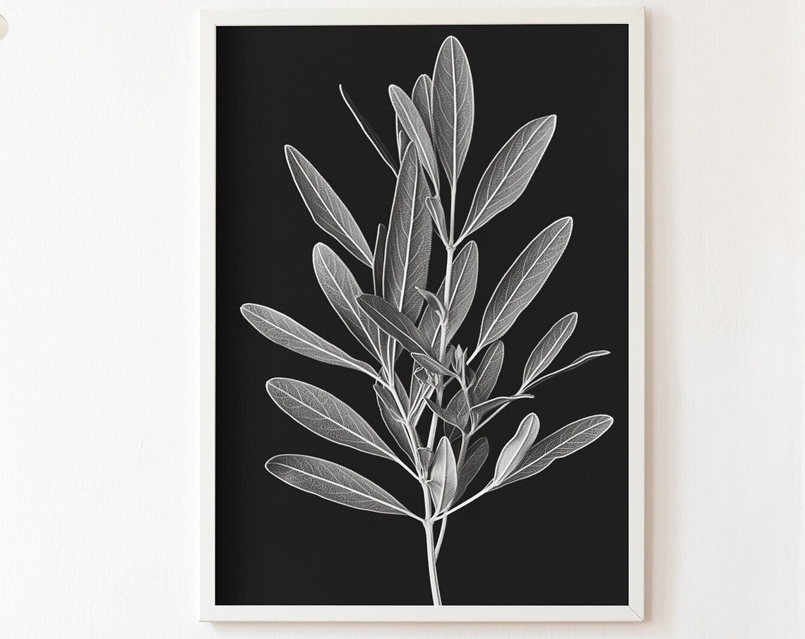 Sage Herb Botanical Sketch on Black Minimalist Kitchen Wall Poster
