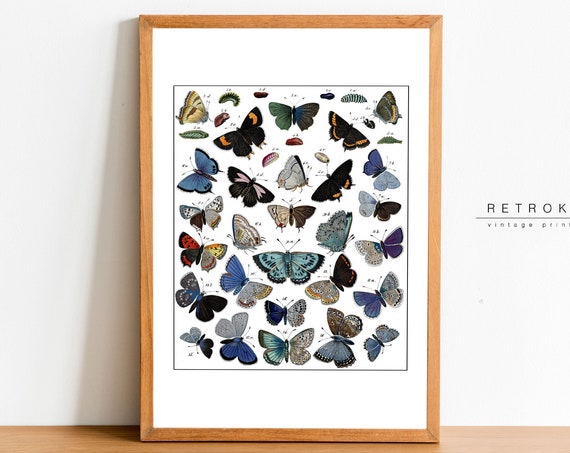 Butterfly Wall Art Insect Art Butterflies Print Farmhouse Decor Vintage Ep14