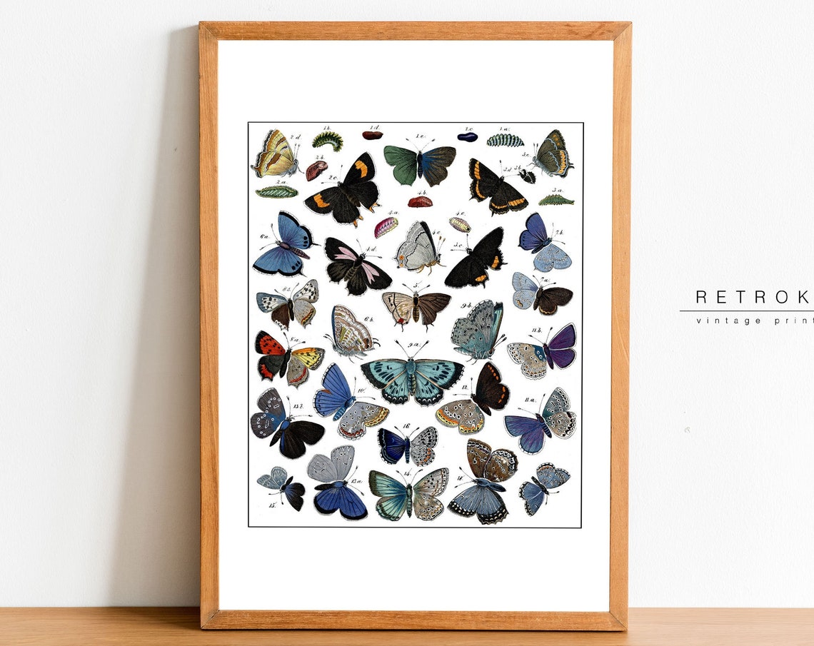 Antique Butterfly Moth Entomology Chart Scientific Illustration Print