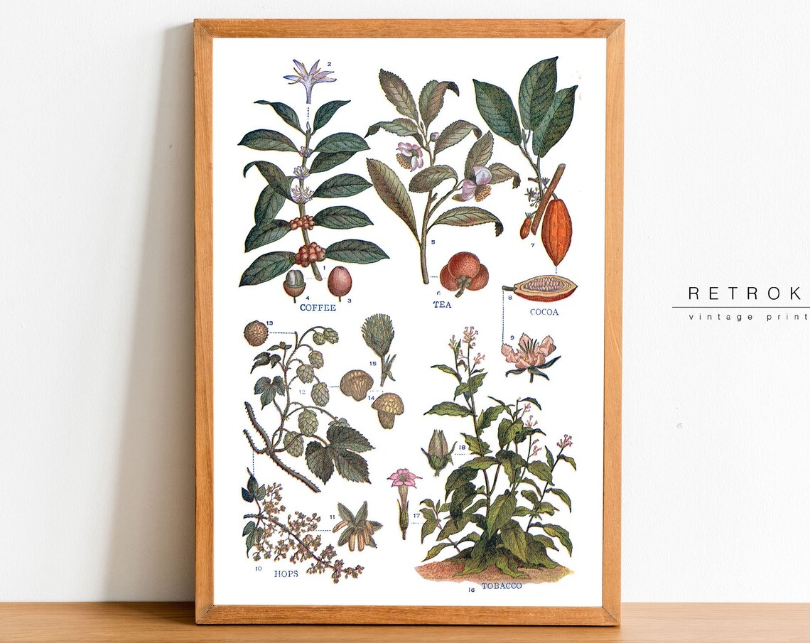 Coffee Tea Cocoa Hops Tobacco Botanical Vintage Illustration Poster