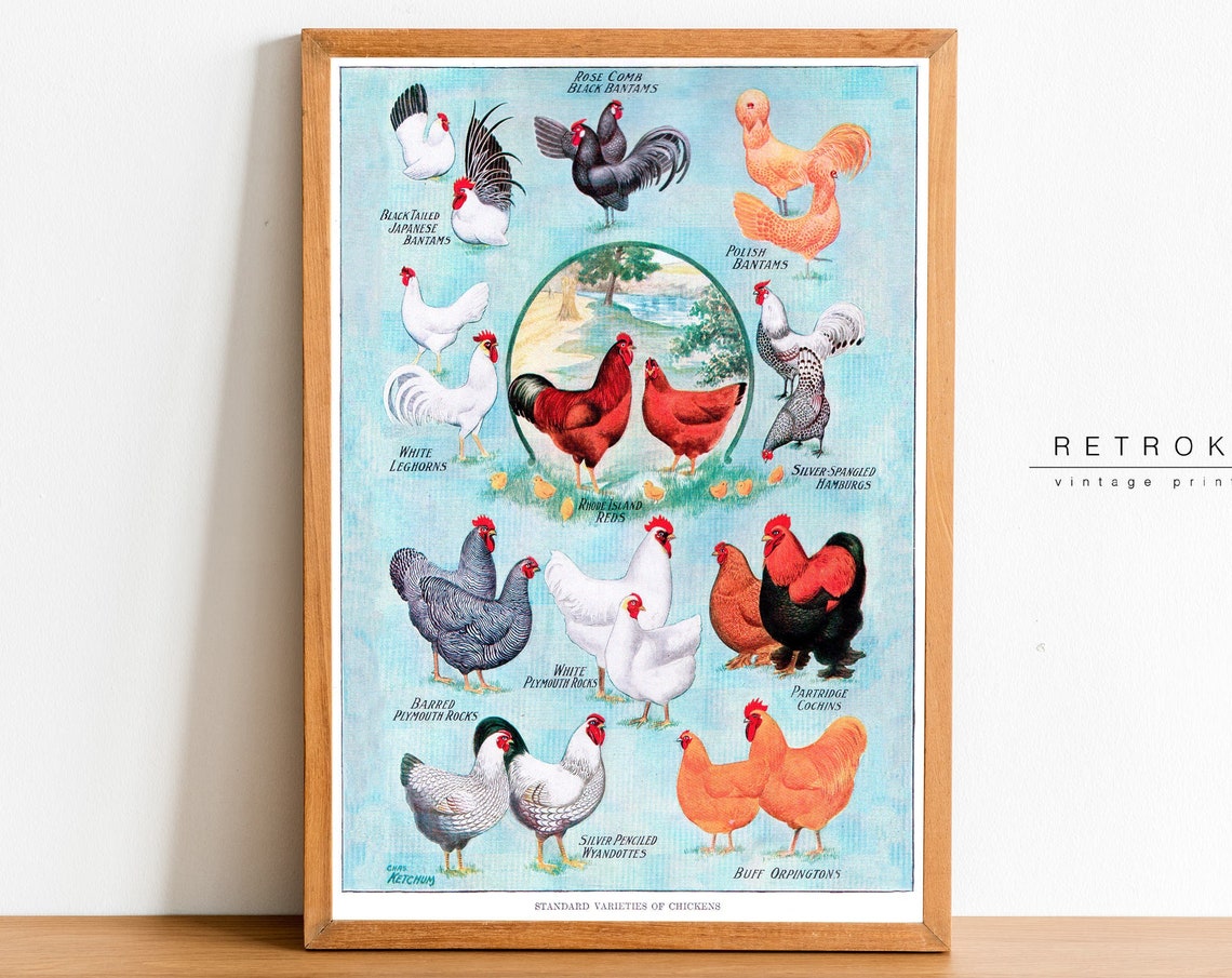 Standard Varieties of Chickens Vintage Poultry Breed Chart Poster