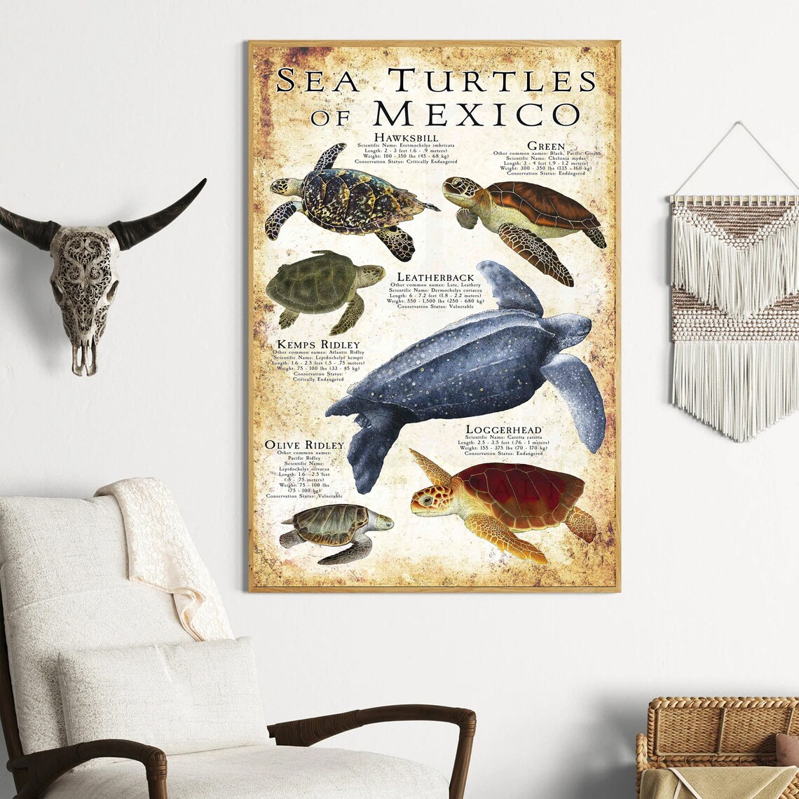 Sea Turtles of Mexico Vintage Species Identification Chart Poster - Image 3