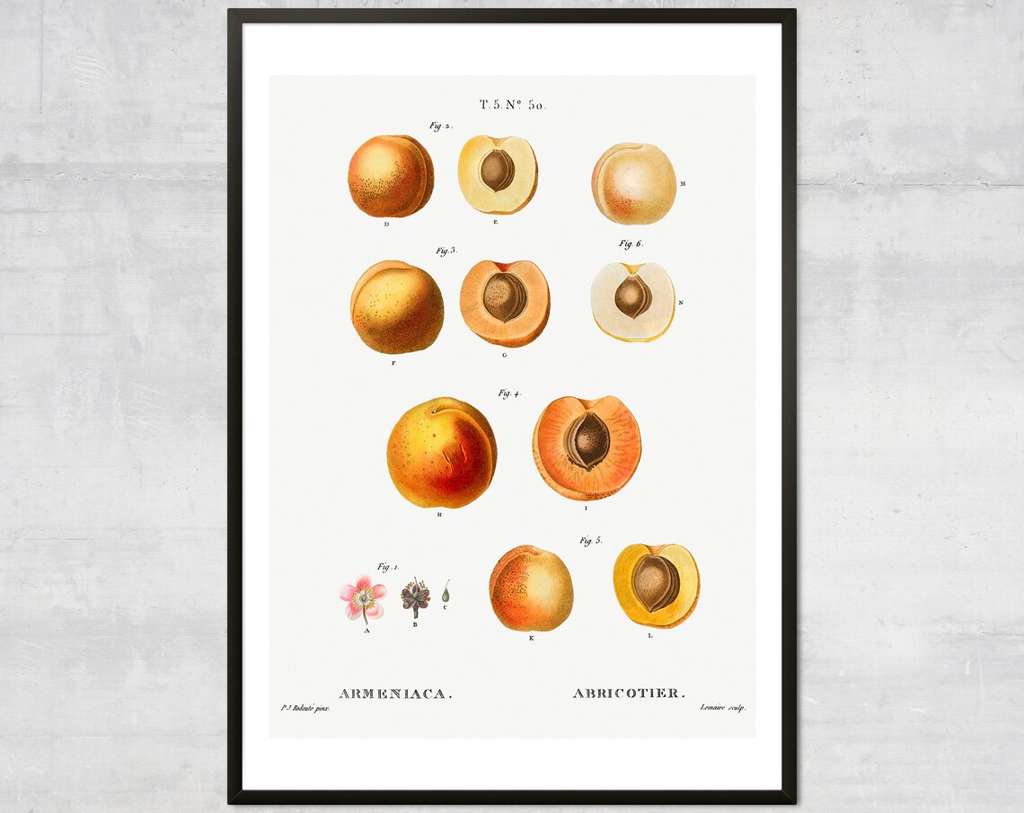 Apricot Fruit Diagram Poster, Vintage Kitchen Art Print