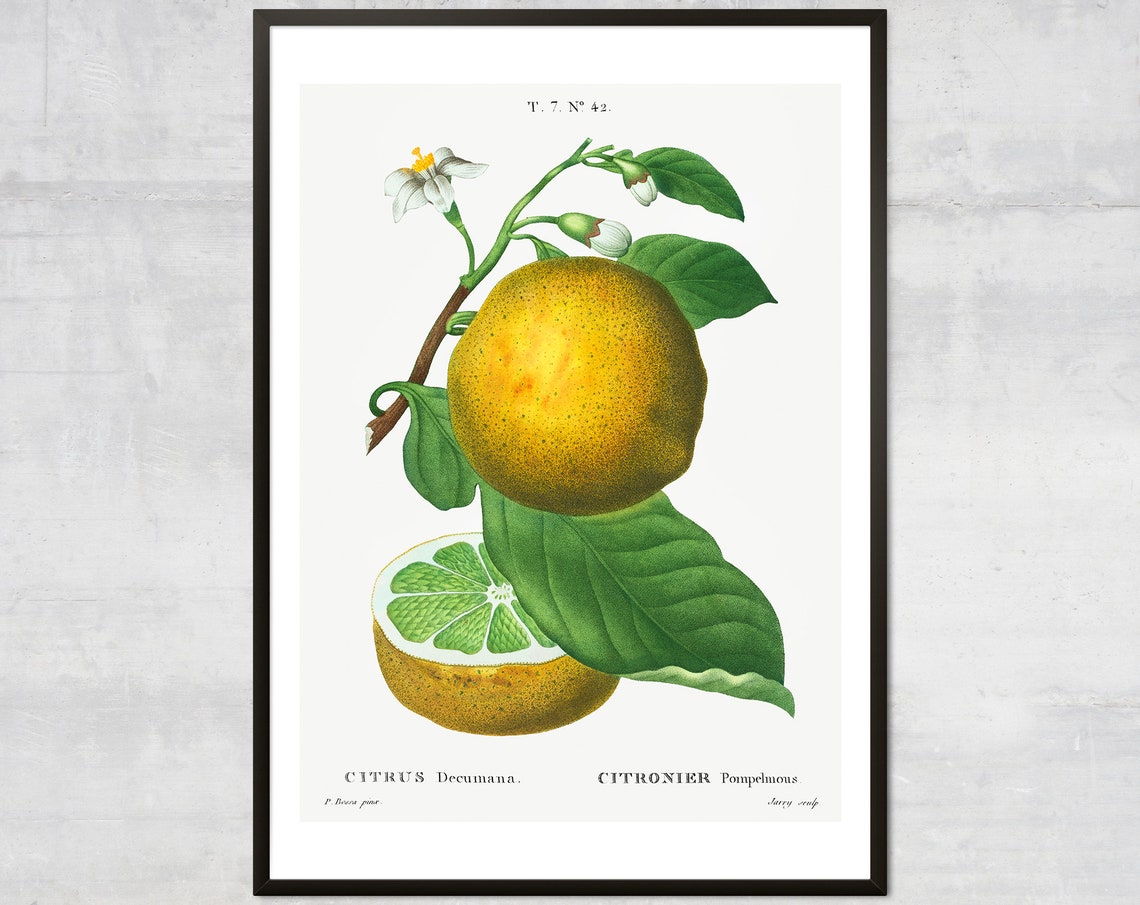 Vintage Pomelo Citrus Branch Elegant Botanical Study Art Poster