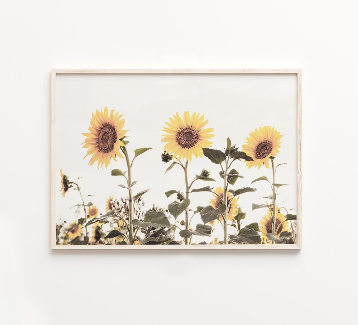 Bright Sunflowers Standing Tall on a Clean White Background Poster