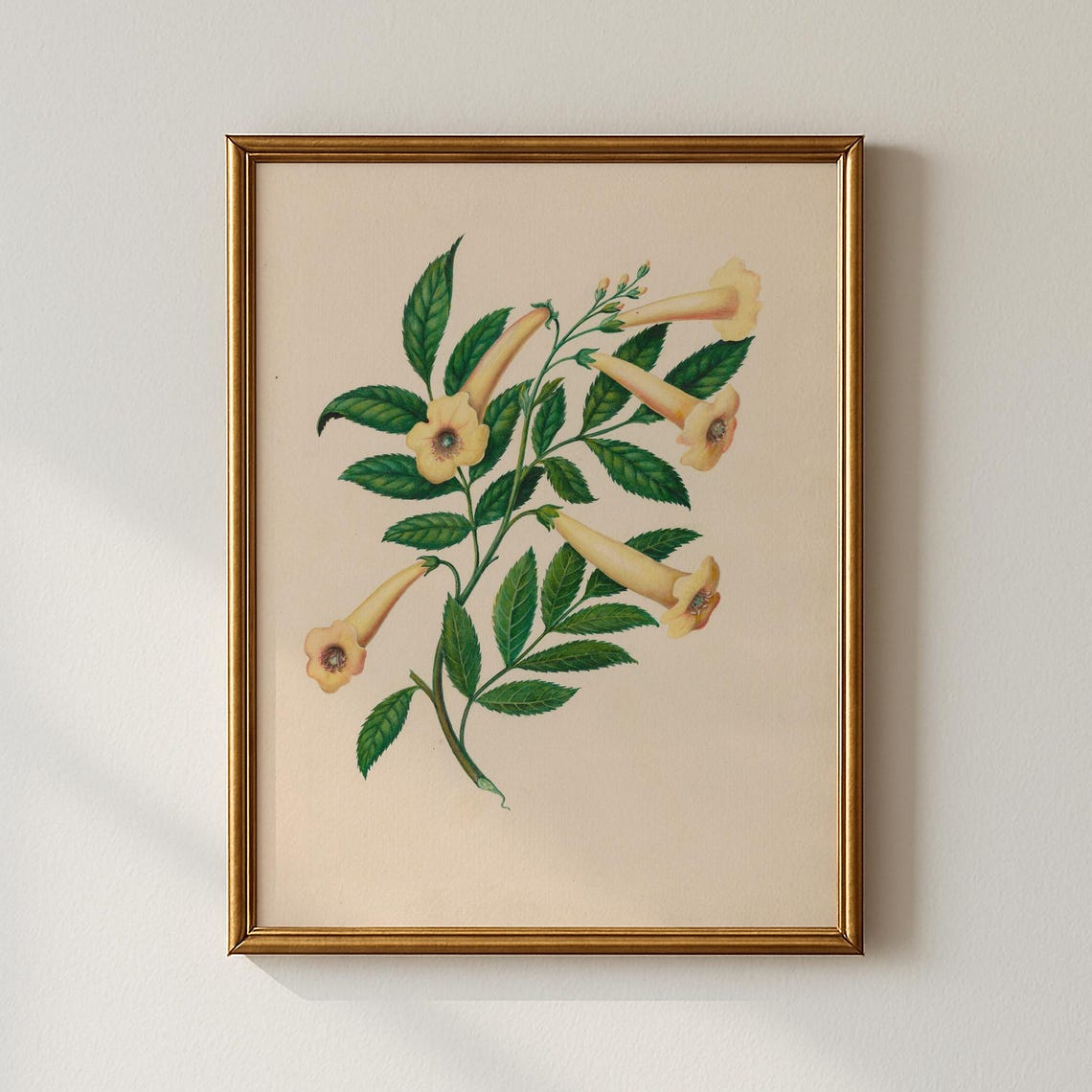 Vintage Yellow Trumpet Flowers Elegant Botanical Illustration Print