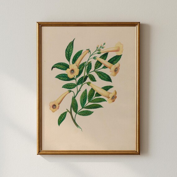 Vintage Yellow Trumpet Flowers Elegant Botanical Illustration Print