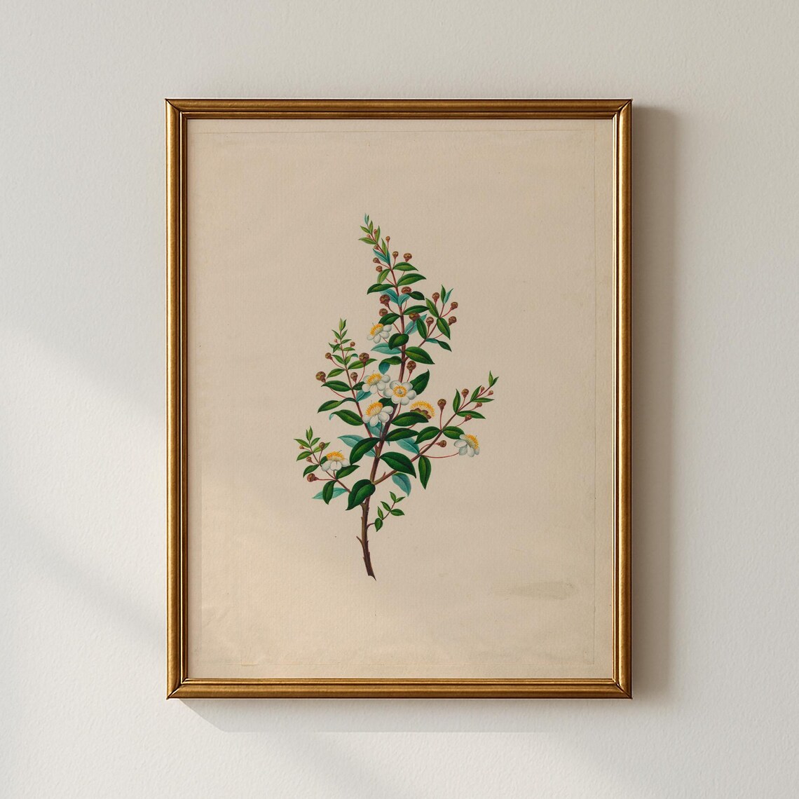 Flowering Branch with Berries Antique Botanical Illustration Print