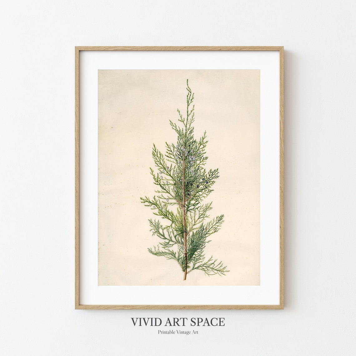 Single Tall Juniper Sprig Elegant Vintage Botanical Study Art Print - Image 3