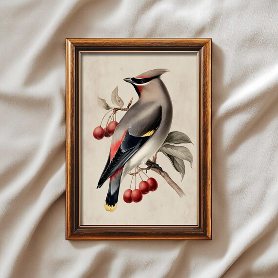 Vintage Waxwing Bird Print Cedar With Berries Illustration Botanical Natural History Wall Art Prints