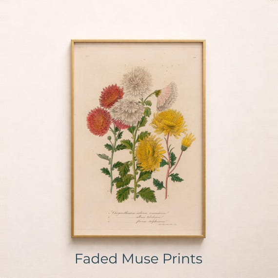 Vintage Chrysanthemum Botanical Illustration Antique Floral Wall Art Print Digital Download 542