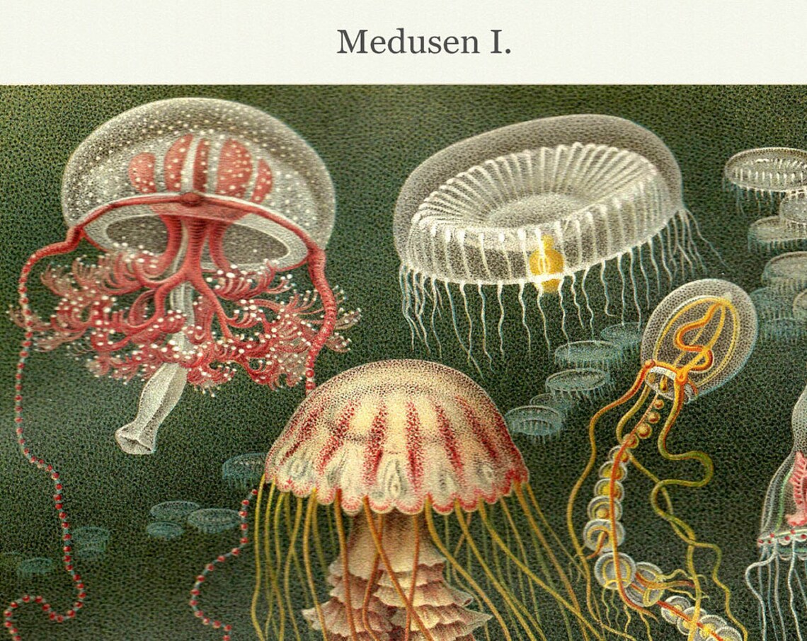 Medusen I Vintage Jellyfish Chromolithograph Marine Science Poster