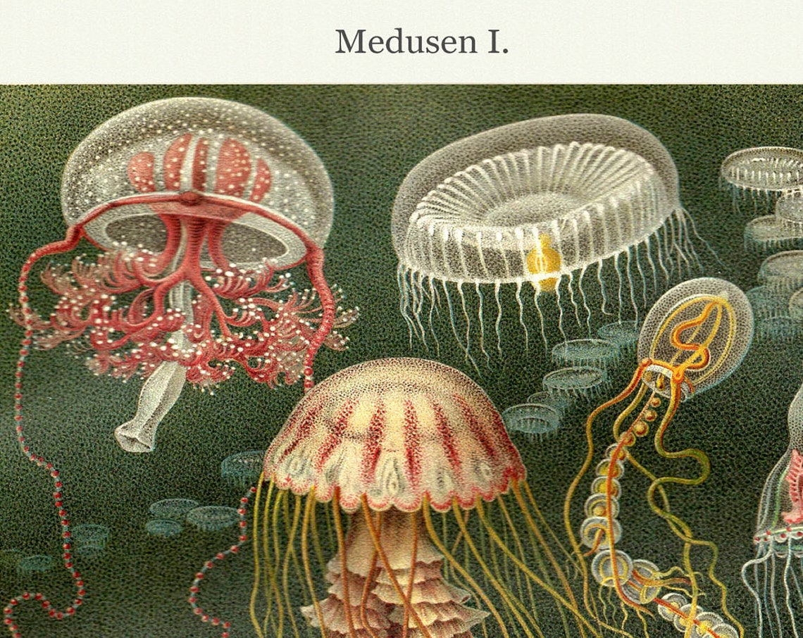 Sea Life Jellyfish Fine Art Print Antique Lithograph 1908 Framedunframed