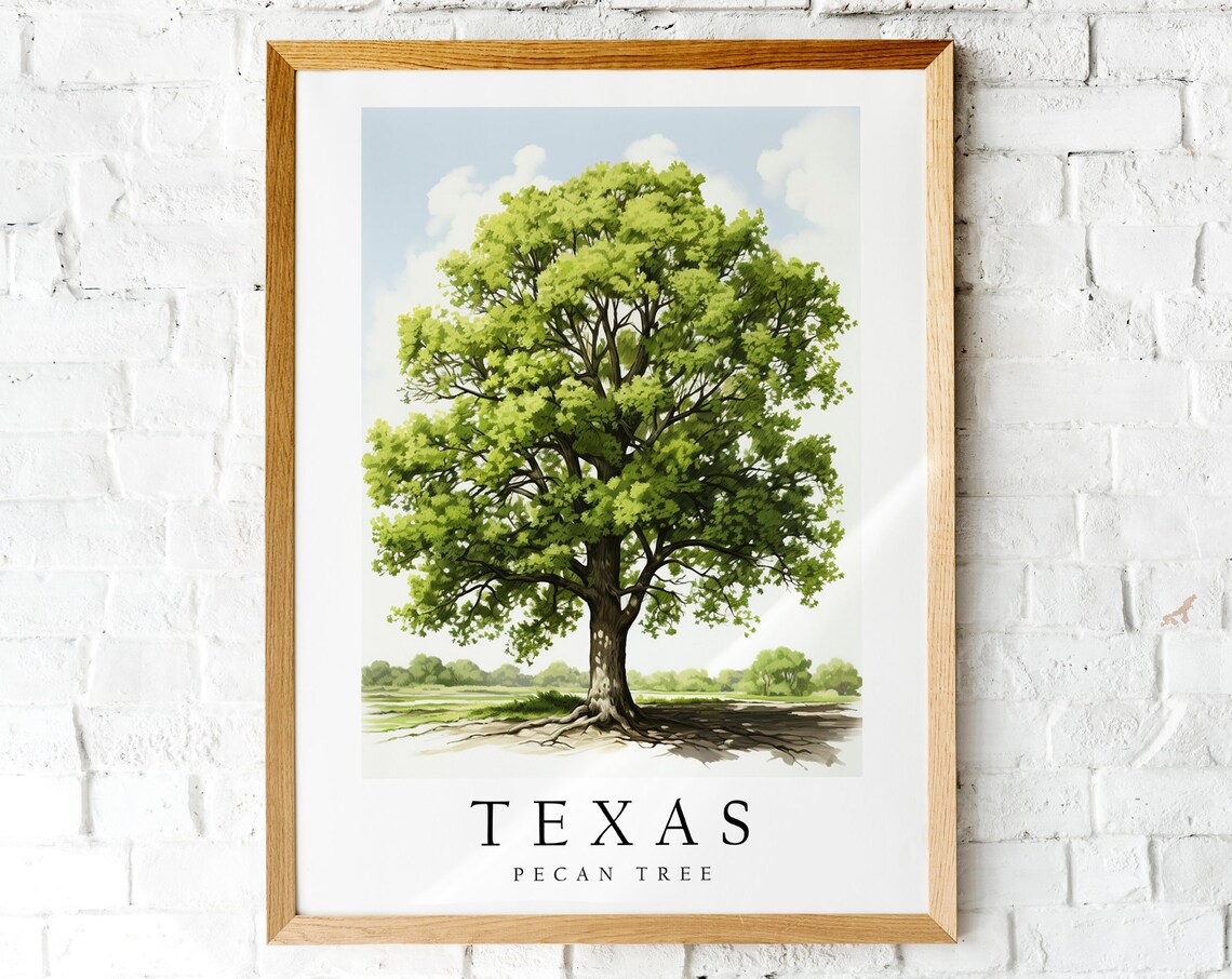 Pecan Tree, The State of Texas Art Print