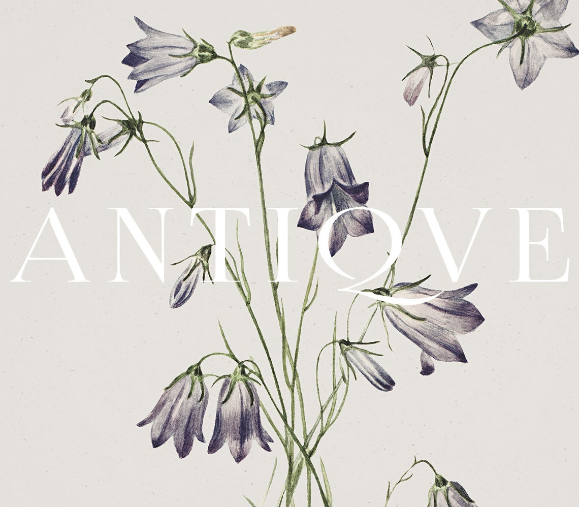 Vintage Floral - Botanical Print - Image 3