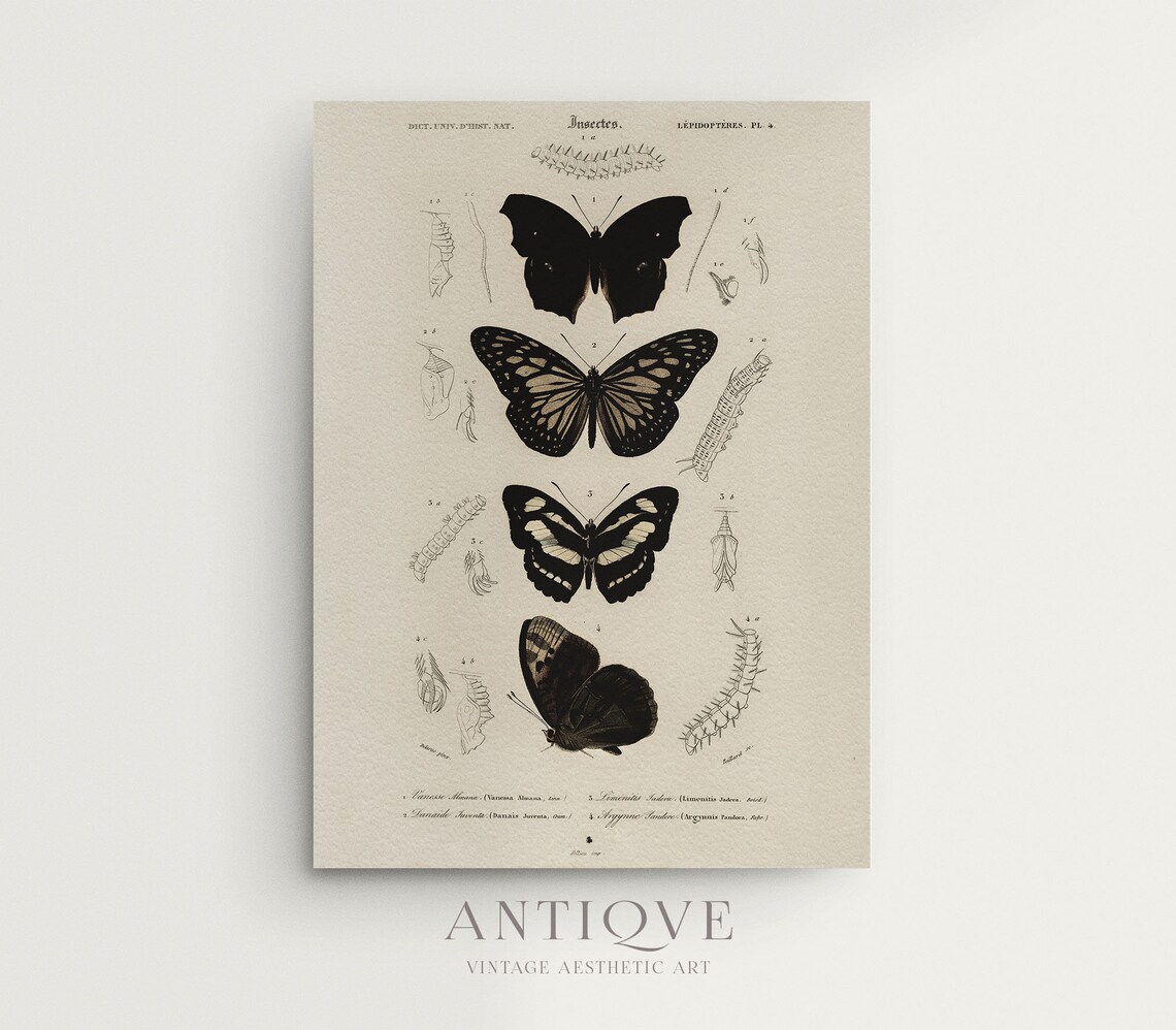 Vintage Butterflies and Moths, Victorian Cottagecore Art Print - Image 3