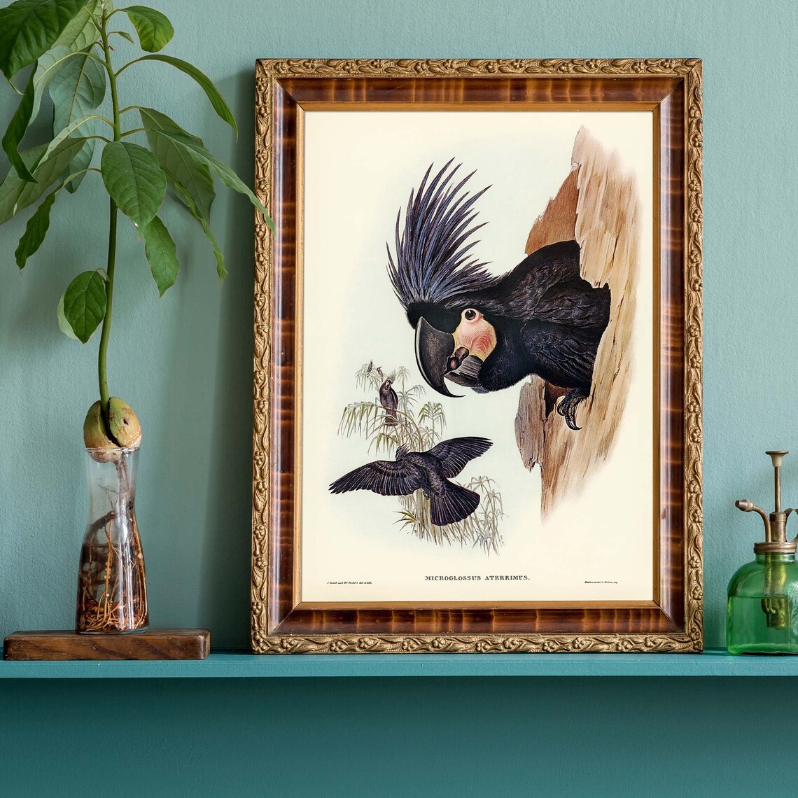 Palm Cockatoo John Gould Vintage Australian Bird Illustration Poster - Image 2