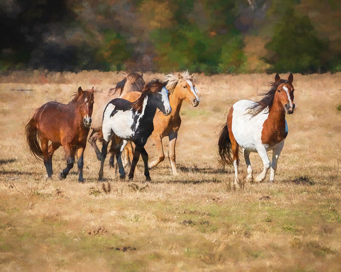 Horse Art Print, Horses Wall Art for Farm Decor