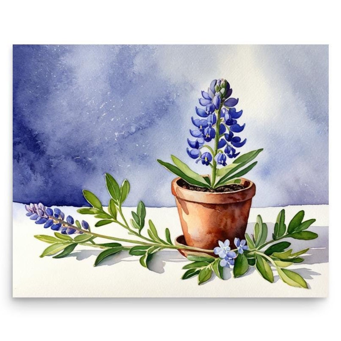 Potted Bluebonnets In Terracotta Pot Watercolor Botanical Poster