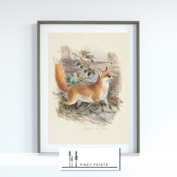 Common Red Fox Vintage Watercolor Storybook Animal Illustration Poster