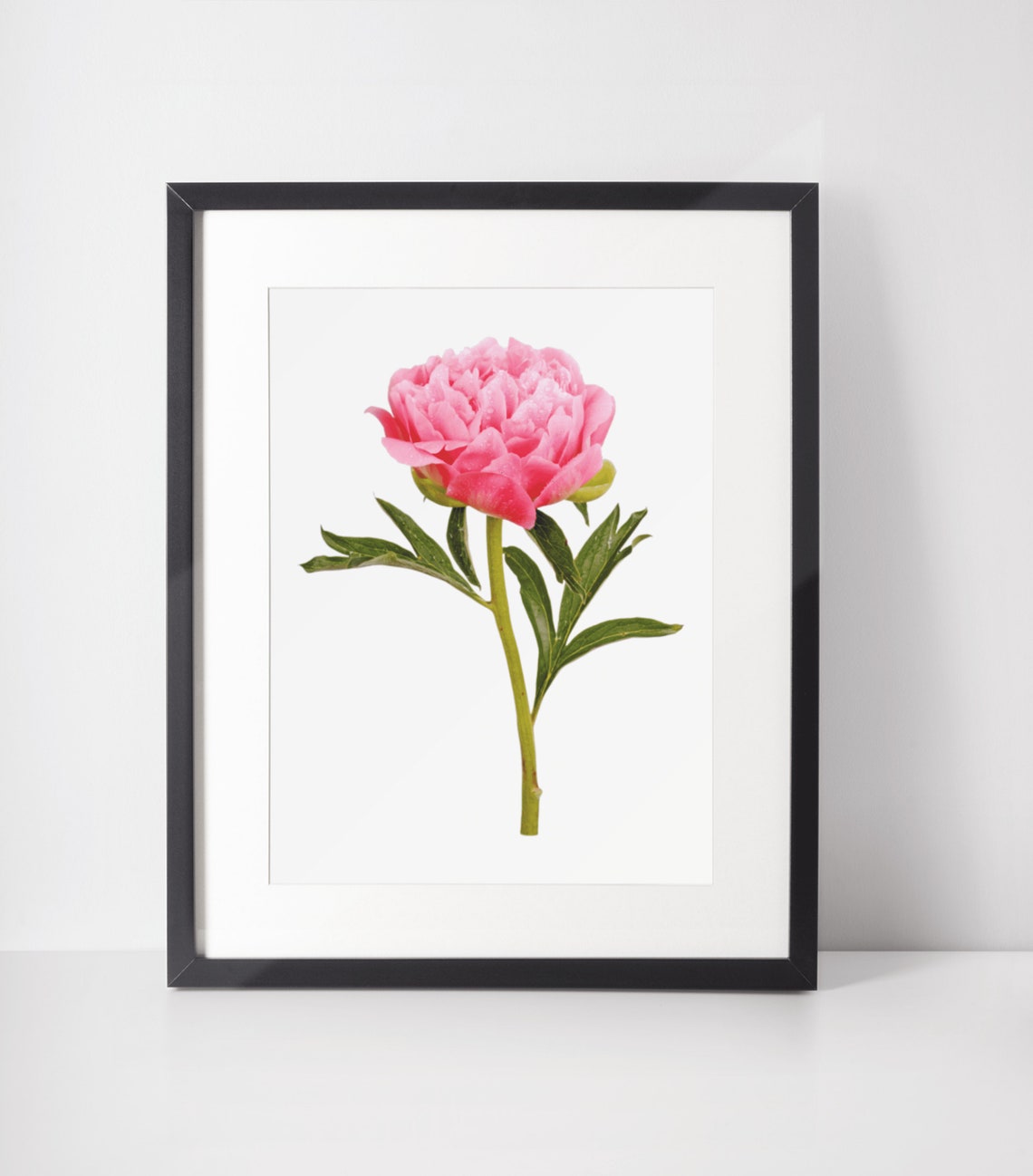 Pink Peony Blossom Botanical Photo White Background Floral Poster - Image 7