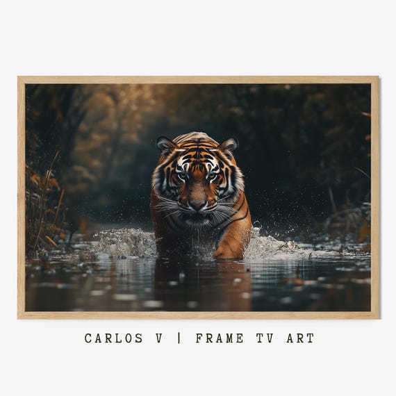 Tiger Emerging From Water Bold Wildlife Photography Art Frame Tv Instant Big Cat Lovers