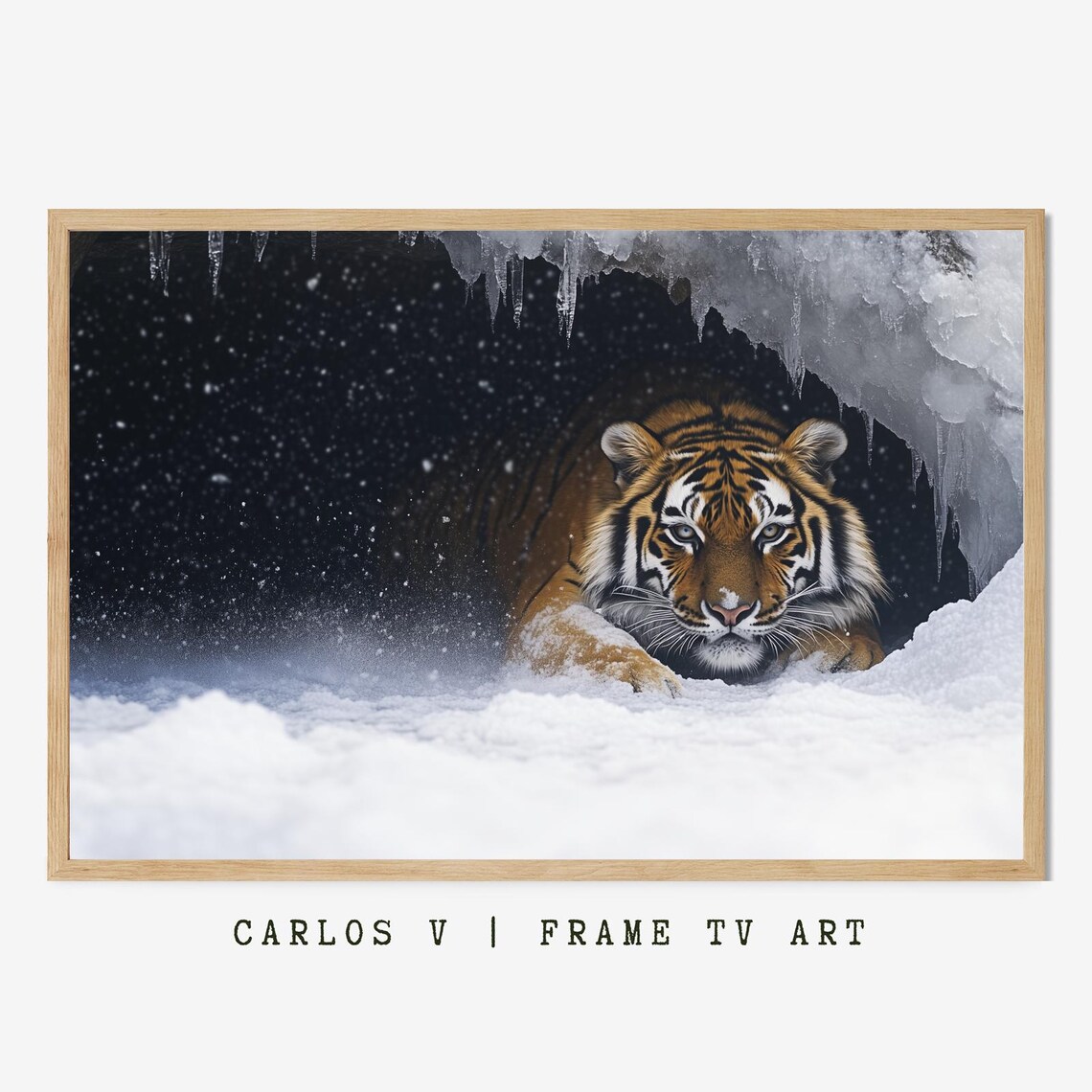 Tiger Emerging From The Snow Den, Wildlife Photography