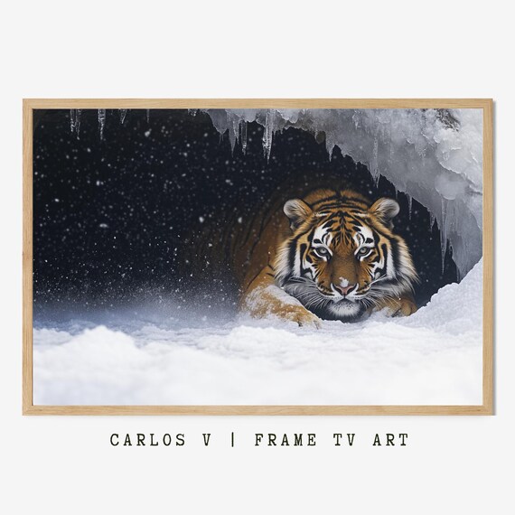 Tiger Emerging From The Snow Den, Wildlife Photography