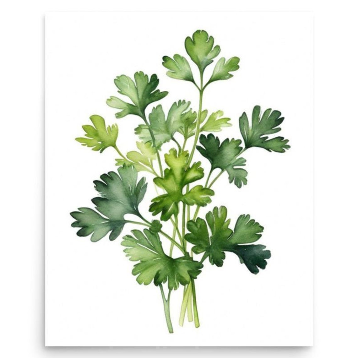 Flat Leaf Parsley Bunch Botanical Watercolor Kitchen Herb Poster