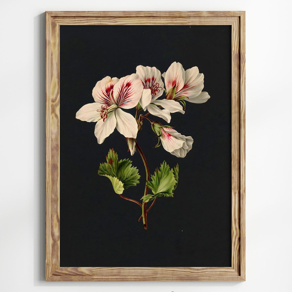 White Geranium Botanical Dark Background Floral Still Life Poster