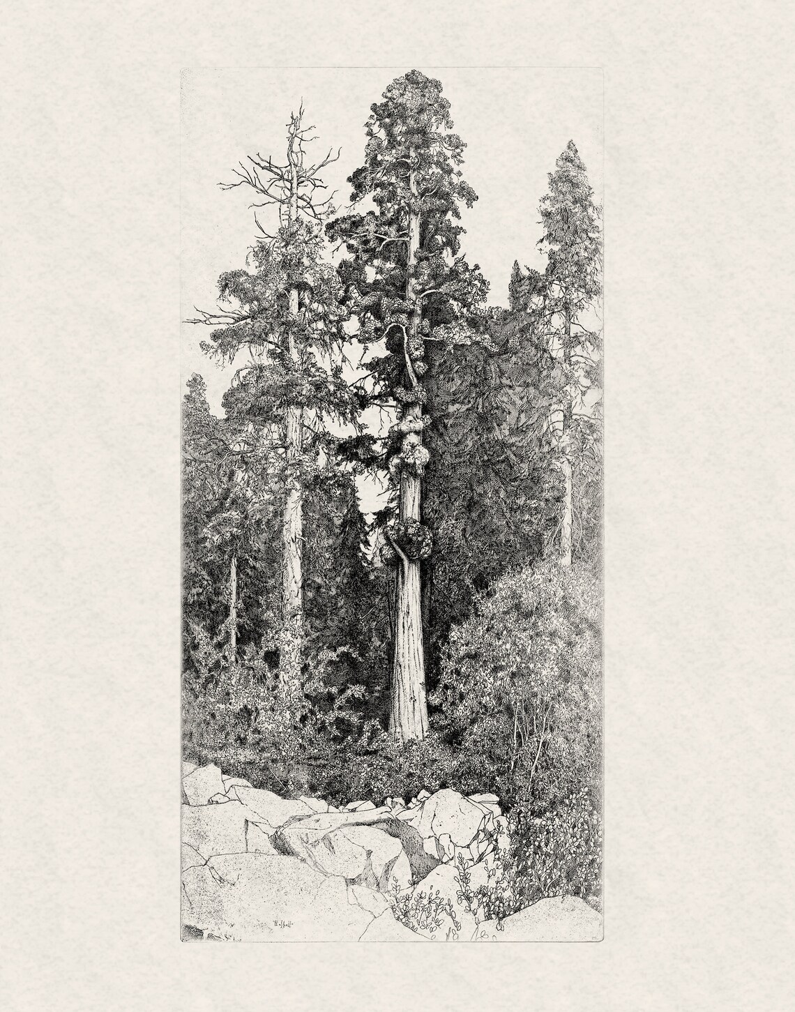 Vintage Botanical Forest Tree Drawing Art Print - Image 2