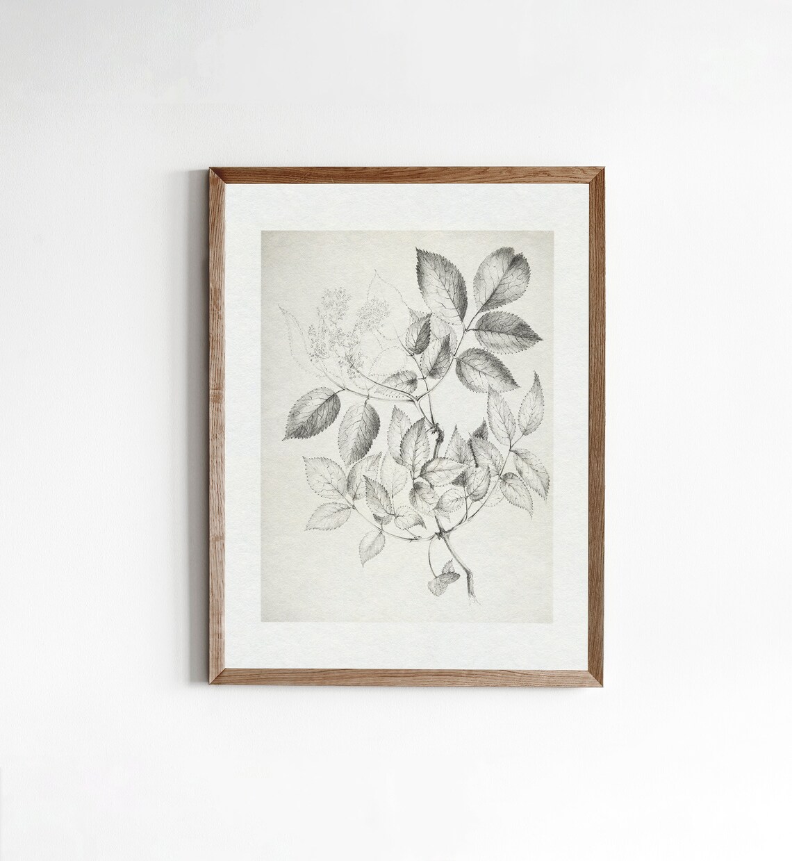 Vintage Black and White Botanical Drawing Art Print - Image 2