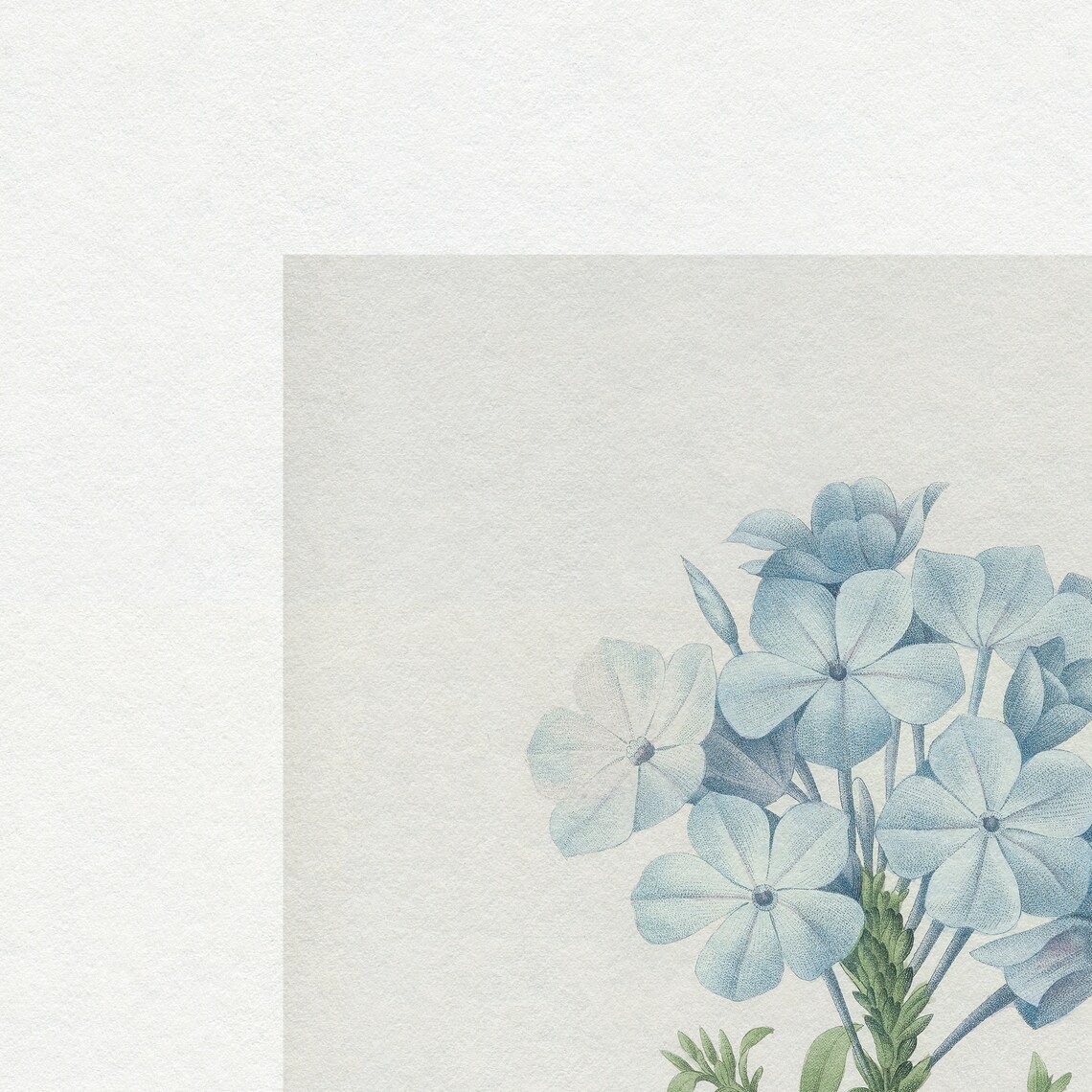 Vintage Blue Floral Botanical Art Print, Neutral Cream - Image 3