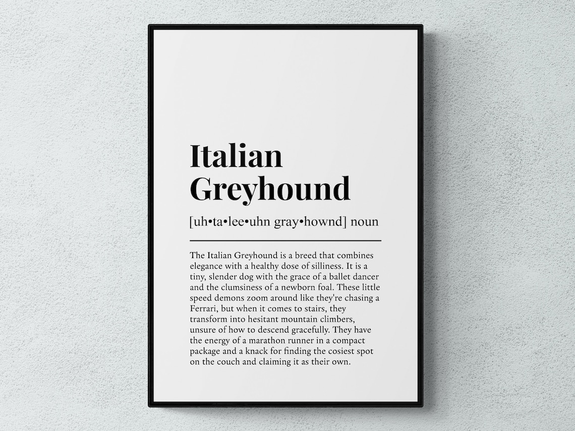 Italian Greyhound Funny Dictionary Definition Black White Dog Poster