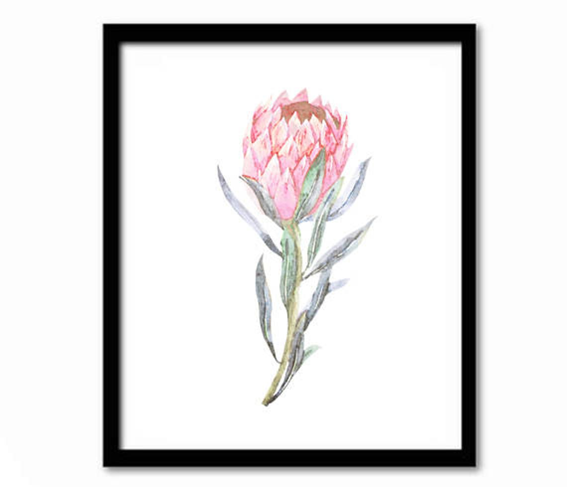Pink Protea Bloom Watercolor Botanical Blush Floral Wall Poster - Image 2