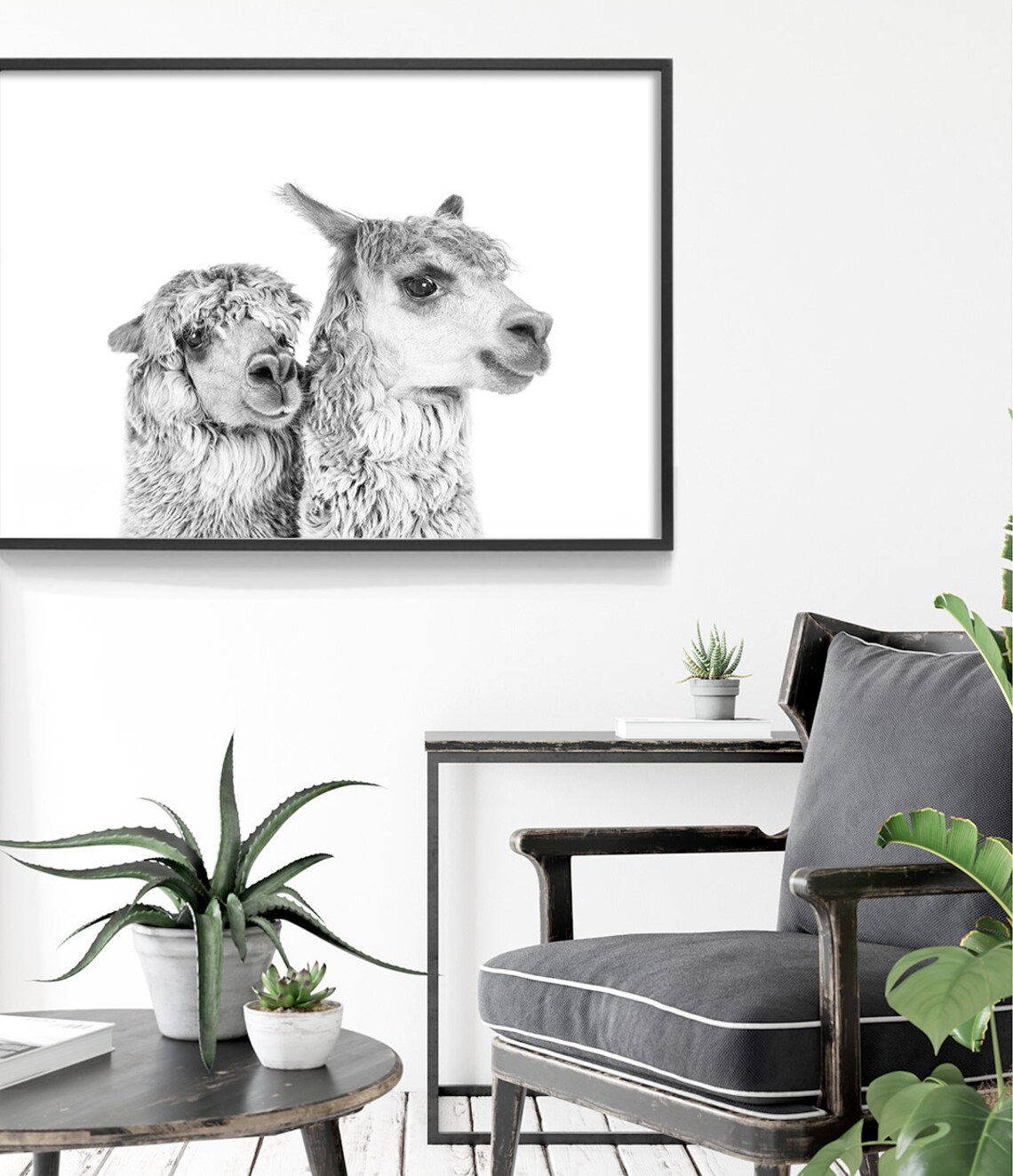 Black And White Alpaca Pair Portrait Farm Animal Photography Art Print - Image 3