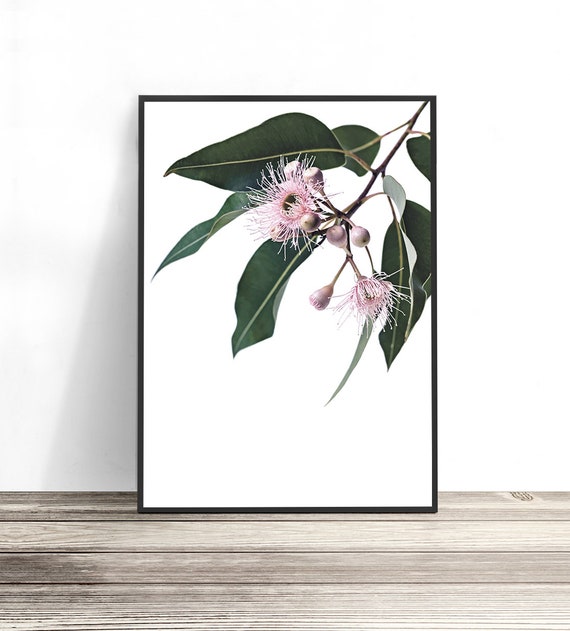 Australian Gum Blossom Eucalyptus Botanical Art Print