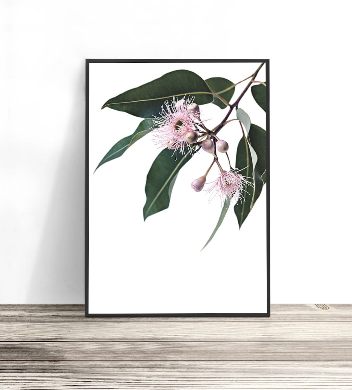 Australian Gum Blossom Eucalyptus Botanical Art Print