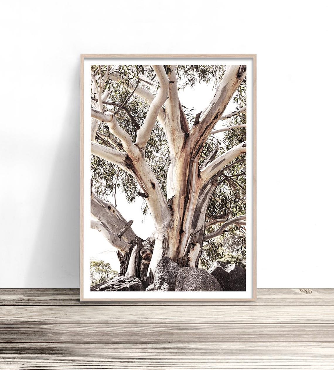 Tall Eucalyptus Gum Tree Trunk Textured Bark Australian Nature Poster