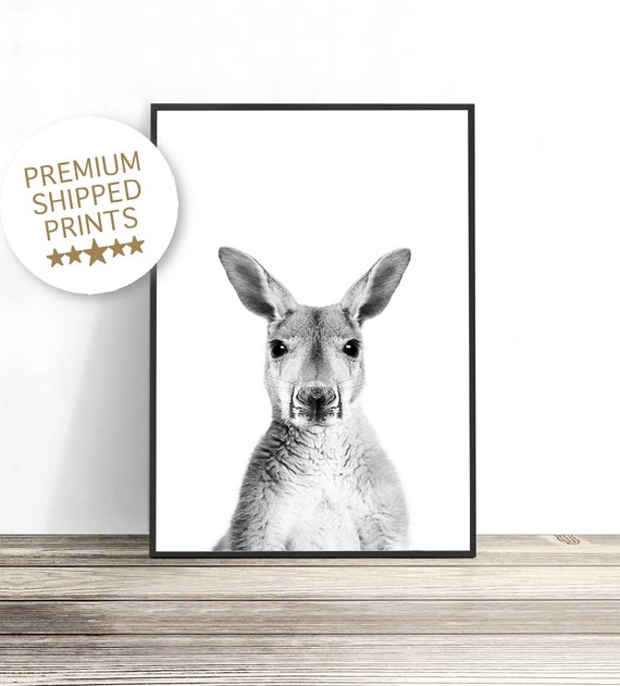 Kangaroo Australian Wildlife Photography Art Print