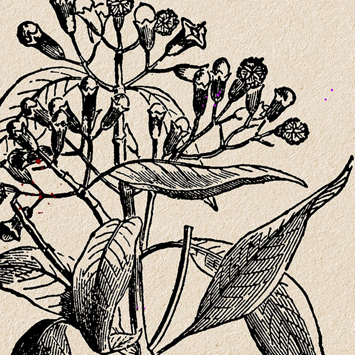 Clove Spice Plant Botanical Vintage Indian Matchbox Label Art Poster - Image 4